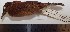  ( - MHNSM MUSM-Orn-15664)  @11 [ ] Copyright (2014) Unspecified Museo de Historia Natural