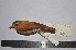  ( - MHNSM MUSM-Orn-15669b)  @13 [ ] Copyright (2014) Unspecified Museo de Historia Natural