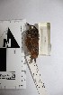  (Hypocnemis peruviana - MHNSM MUSM-Orn-15679)  @12 [ ] Copyright (2014) Unspecified Museo de Historia Natural