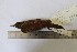  ( - MHNSM MUSM-Orn-15684)  @11 [ ] Copyright (2014) Unspecified Museo de Historia Natural