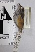  ( - MHNSM MUSM-Orn-15734)  @11 [ ] Copyright (2014) Unspecified Museo de Historia Natural