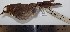  ( - MHNSM MUSM-Orn-15741)  @11 [ ] Copyright (2014) Unspecified Museo de Historia Natural
