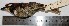  ( - MUSM-Orn-15756)  @11 [ ] Copyright (2014) Unspecified Museo de Historia Natural