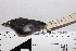  ( - MHNSM MUSM-Orn-15761)  @11 [ ] Copyright (2014) Unspecified Museo de Historia Natural