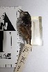  ( - MHNSM MUSM-Orn-15824)  @11 [ ] Copyright (2014) Unspecified Museo de Historia Natural