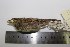  (Ammodramus aurifrons - MHNSM MUSM-Orn-15829)  @14 [ ] Copyright (2014) Unspecified Museo de Historia Natural