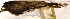  (Buteo albigula - MUSM-Orn-15953)  @11 [ ] Copyright (2014) Unspecified Museo de Historia Natural