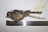  (Atlapetes nationi - MHNSM MUSM-Orn-16728)  @11 [ ] Copyright (2014) Unspecified Museo de Historia Natural