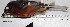  ( - MUSM-Orn-16825)  @11 [ ] Copyright (2014) Unspecified Museo de Historia Natural