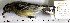  (Herpsilochmus gentryi - MUSM-Orn-17703)  @11 [ ] Copyright (2014) Unspecified Museo de Historia Natural