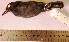  ( - MUSM-Orn-17905)  @11 [ ] Copyright (2014) Unspecified Museo de Historia Natural
