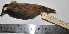  ( - MUSM-Orn-17972)  @11 [ ] Copyright (2014) Unspecified Museo de Historia Natural
