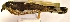  ( - MUSM-Orn-19220)  @11 [ ] Copyright (2014) Unspecified Museo de Historia Natural