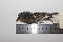  ( - MHNSM MUSM-Orn-26725)  @11 [ ] Copyright (2014) Unspecified Museo de Historia Natural