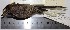  (Leptasthenura xenothorax - MUSM-Orn-26730)  @11 [ ] Copyright (2014) Unspecified Museo de Historia Natural