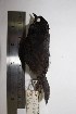  (Scytalopus sp - MHNSM MUSM-Orn-28793)  @12 [ ] Copyright (2014) Unspecified Museo de Historia Natural