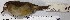  ( - MUSM-Orn-28798)  @11 [ ] Copyright (2014) Unspecified Museo de Historia Natural