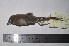  (Asthenes griseomurina - MHNSM MUSM-Orn-28855)  @11 [ ] Copyright (2014) Unspecified Museo de Historia Natural