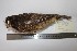  (Megascops albogularis - MHNSM MUSM-Orn-28986)  @11 [ ] Copyright (2014) Unspecified Museo de Historia Natural