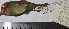  (Pseudotriccus - MHNSM MUSM-Orn-29034)  @12 [ ] Copyright (2014) Unspecified Museo de Historia Natural