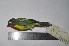  (Pipreola frontalis - MHNSM MUSM-Orn-29330)  @11 [ ] Copyright (2014) Unspecified Museo de Historia Natural