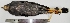 ( - MUSM-Orn-00140)  @11 [ ] CreativeCommons - Attribution Non-Commercial Share-Alike (2017) Unspecified Universidad Nacional Mayor de San Marcos, Museo de Historia Natural
