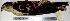  ( - MUSM-Orn-00168)  @11 [ ] CreativeCommons - Attribution Non-Commercial Share-Alike (2017) Unspecified Universidad Nacional Mayor de San Marcos, Museo de Historia Natural