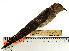  (Progne murphyi - MUSM-Orn-00655)  @11 [ ] CreativeCommons - Attribution Non-Commercial Share-Alike (2017) Unspecified Universidad Nacional Mayor de San Marcos, Museo de Historia Natural