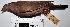  (Patagioenas subvinacea - MUSM-Orn-00710)  @11 [ ] CreativeCommons - Attribution Non-Commercial Share-Alike (2017) Unspecified Universidad Nacional Mayor de San Marcos, Museo de Historia Natural
