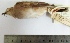  (Columbina minuta - MUSM-Orn-00763)  @11 [ ] CreativeCommons - Attribution Non-Commercial Share-Alike (2017) Unspecified Universidad Nacional Mayor de San Marcos, Museo de Historia Natural