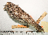  ( - MUSM-Orn-00999)  @11 [ ] CreativeCommons - Attribution Non-Commercial Share-Alike (2017) Unspecified Universidad Nacional Mayor de San Marcos, Museo de Historia Natural