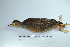  (Crypturellus atrocapillus - MUSM-Orn-01020)  @11 [ ] CreativeCommons - Attribution Non-Commercial Share-Alike (2017) Unspecified Universidad Nacional Mayor de San Marcos, Museo de Historia Natural