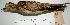  ( - MUSM-Orn-01070)  @11 [ ] CreativeCommons - Attribution Non-Commercial Share-Alike (2017) Unspecified Universidad Nacional Mayor de San Marcos, Museo de Historia Natural