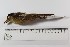 ( - MUSM-Orn-01287)  @11 [ ] CreativeCommons - Attribution Non-Commercial Share-Alike (2017) Unspecified Universidad Nacional Mayor de San Marcos, Museo de Historia Natural