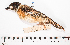  ( - MUSM-Orn-01290)  @11 [ ] CreativeCommons - Attribution Non-Commercial Share-Alike (2017) Unspecified Universidad Nacional Mayor de San Marcos, Museo de Historia Natural