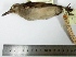  (Geositta crassirostris - MUSM-Orn-01855)  @11 [ ] CreativeCommons - Attribution Non-Commercial Share-Alike (2017) Unspecified Universidad Nacional Mayor de San Marcos, Museo de Historia Natural