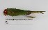  (Psittacara erythrogenys - MUSM-Orn-01954)  @11 [ ] CreativeCommons - Attribution Non-Commercial Share-Alike (2017) Unspecified Universidad Nacional Mayor de San Marcos, Museo de Historia Natural