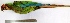  (Ara militaris - MUSM-Orn-01978)  @11 [ ] CreativeCommons - Attribution Non-Commercial Share-Alike (2017) Unspecified Universidad Nacional Mayor de San Marcos, Museo de Historia Natural