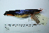  (Wetmorethraupis - MUSM-Orn-02510)  @11 [ ] CreativeCommons - Attribution Non-Commercial Share-Alike (2017) Unspecified Universidad Nacional Mayor de San Marcos, Museo de Historia Natural