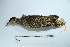  ( - MUSM-Orn-02533)  @11 [ ] CreativeCommons - Attribution Non-Commercial Share-Alike (2017) Unspecified Universidad Nacional Mayor de San Marcos, Museo de Historia Natural