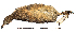  ( - MUSM-Orn-02535)  @11 [ ] CreativeCommons - Attribution Non-Commercial Share-Alike (2017) Unspecified Universidad Nacional Mayor de San Marcos, Museo de Historia Natural