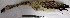  ( - MUSM-Orn-02759-J)  @11 [ ] CreativeCommons - Attribution Non-Commercial Share-Alike (2017) Unspecified Universidad Nacional Mayor de San Marcos, Museo de Historia Natural