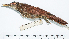  ( - MUSM-Orn-01946)  @11 [ ] CreativeCommons - Attribution Non-Commercial Share-Alike (2017) Unspecified Universidad Nacional Mayor de San Marcos, Museo de Historia Natural