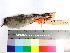  ( - MUSM-Orn-03049)  @11 [ ] CreativeCommons - Attribution Non-Commercial Share-Alike (2017) Unspecified Universidad Nacional Mayor de San Marcos, Museo de Historia Natural
