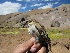  ( - MUSM-Orn-03195)  @11 [ ] CreativeCommons - Attribution Non-Commercial Share-Alike (2018) MHN-UNMSM Universidad Nacional Mayor de San Marcos, Museo de Historia Natural