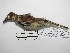  (Asthenes humilis - MUSM-Orn-03201b)  @11 [ ] CreativeCommons - Attribution Non-Commercial Share-Alike (2018) MHN-UNMSM Universidad Nacional Mayor de San Marcos, Museo de Historia Natural