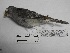  ( - MUSM-Orn-03205)  @11 [ ] CreativeCommons - Attribution Non-Commercial Share-Alike (2018) MHN-UNMSM Universidad Nacional Mayor de San Marcos, Museo de Historia Natural