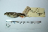  ( - MUSM-Orn-03544)  @11 [ ] CreativeCommons - Attribution Non-Commercial Share-Alike (2017) Unspecified Universidad Nacional Mayor de San Marcos, Museo de Historia Natural