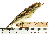  ( - MUSM-Orn-03595)  @11 [ ] CreativeCommons - Attribution Non-Commercial Share-Alike (2017) Unspecified Universidad Nacional Mayor de San Marcos, Museo de Historia Natural