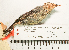  (Conirostrum bicolor - MUSM-Orn-03655)  @11 [ ] CreativeCommons - Attribution Non-Commercial Share-Alike (2017) Unspecified Universidad Nacional Mayor de San Marcos, Museo de Historia Natural